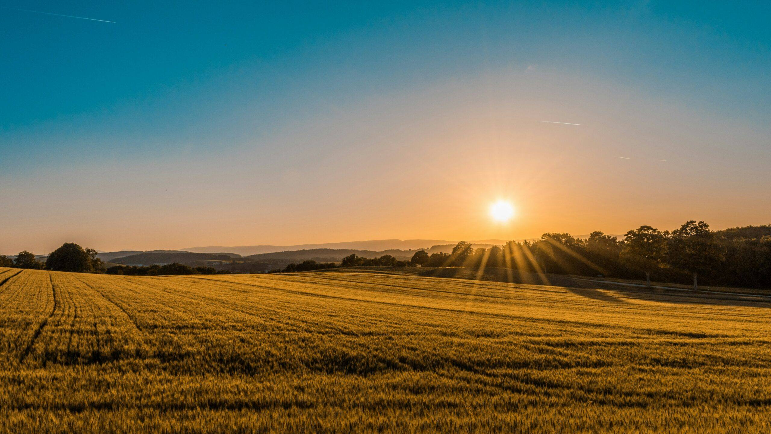 Reifes Getreidefeld in hügeliger Landschaft bei tief stehender Abendsonne, am Horizont Baumreihen und bewaldete Höhenzüge