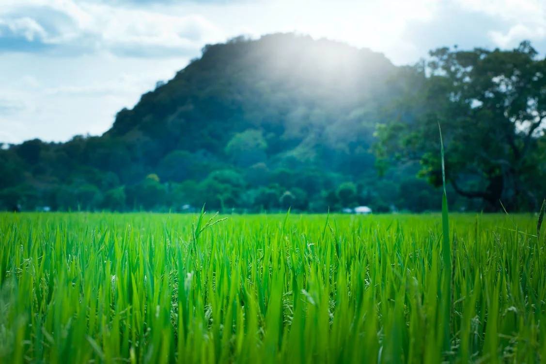 Saftig grüne Wiese vor einem bewaldeten Hügel unter blauem Himmel mit Sonnenstrahlen