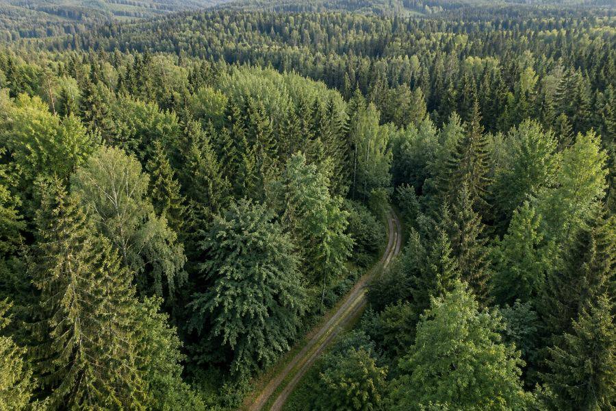 Luftbild eines dichten Nadelwalds mit einem Forstweg